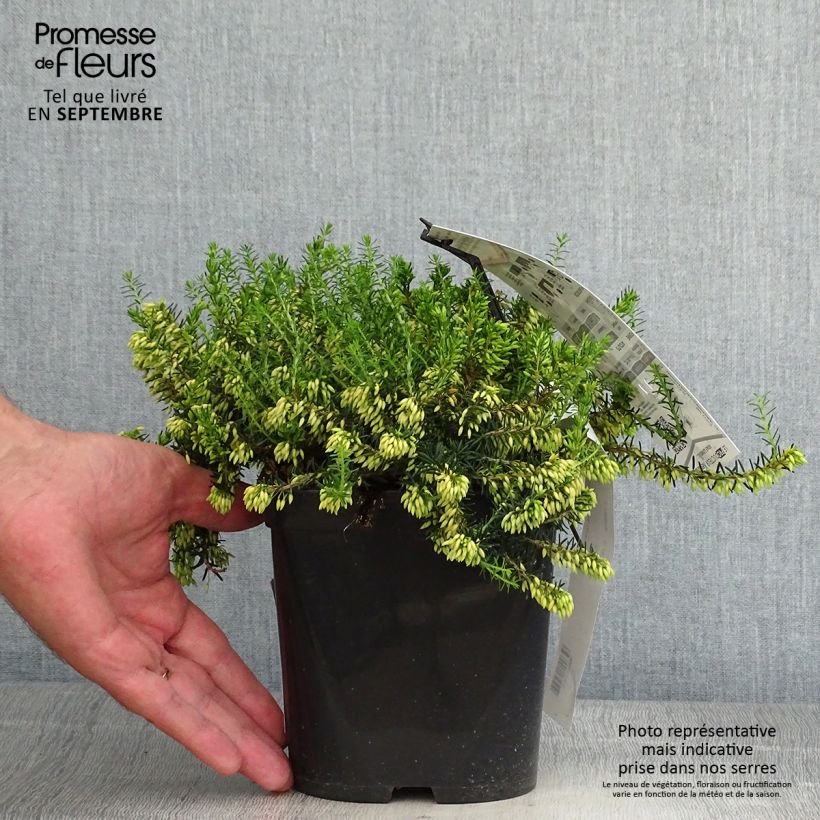 Exemplaar van Erica carnea Isabell - Winterheide Pot van 2 l/3 l zoals geleverd in de herfst