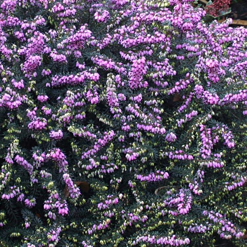 Erica darleyensis Winter Belles Lucie - Winterheide (Bloei)