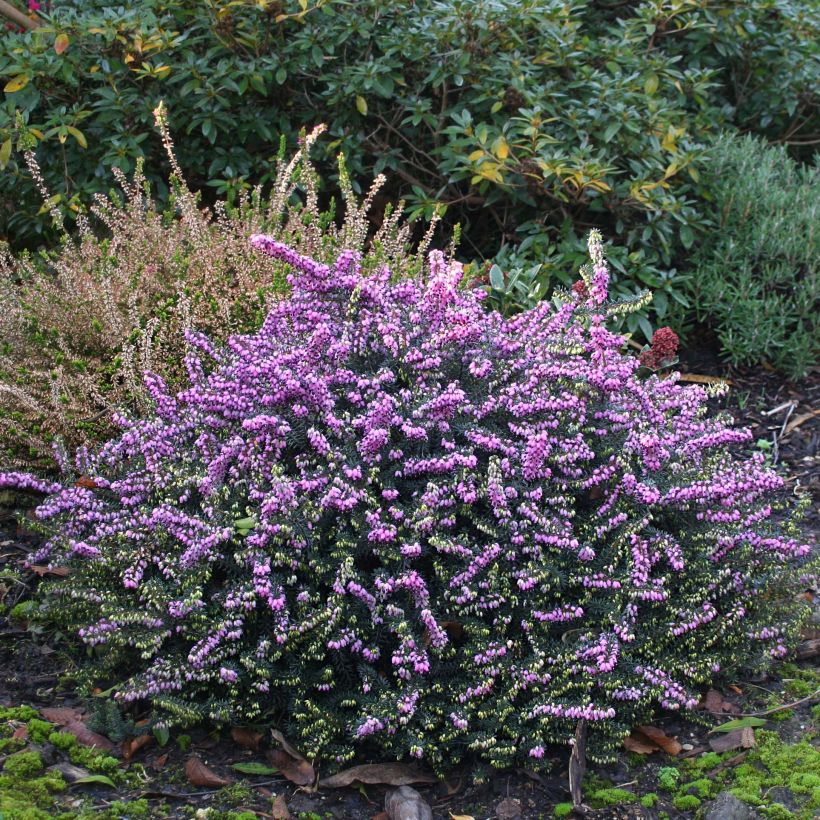 Erica darleyensis Winter Belles Lucie - Winterheide (Groeiplaats)