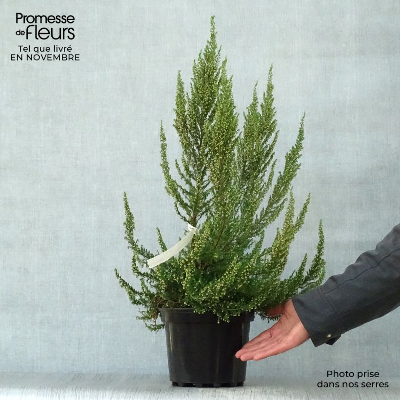 Exemplaar van Erica Great Star - Boomheide Pot van 4 l/5 l zoals geleverd in de herfst