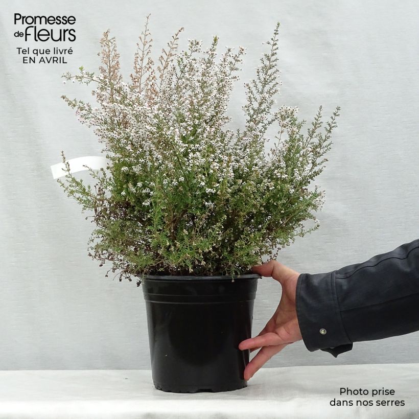 Exemplaar van Erica Great Star - Boomheide Pot van 4 l/5 l zoals geleverd in de lente