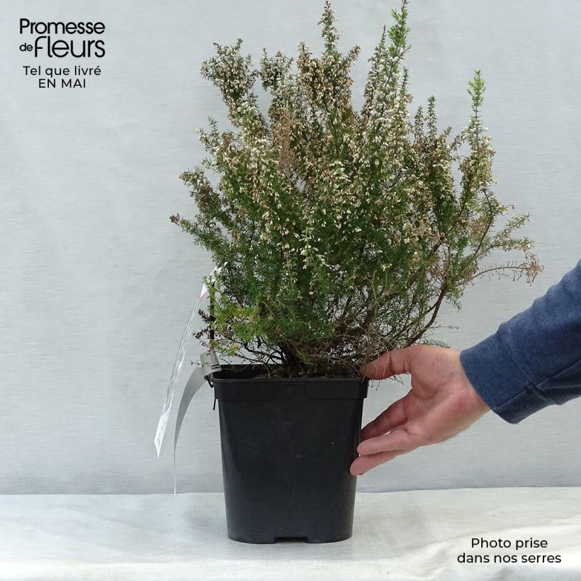 Exemplaar van Erica arborea Pink Joy - Boomheide Pot van 4 l/5 l zoals geleverd in de lente