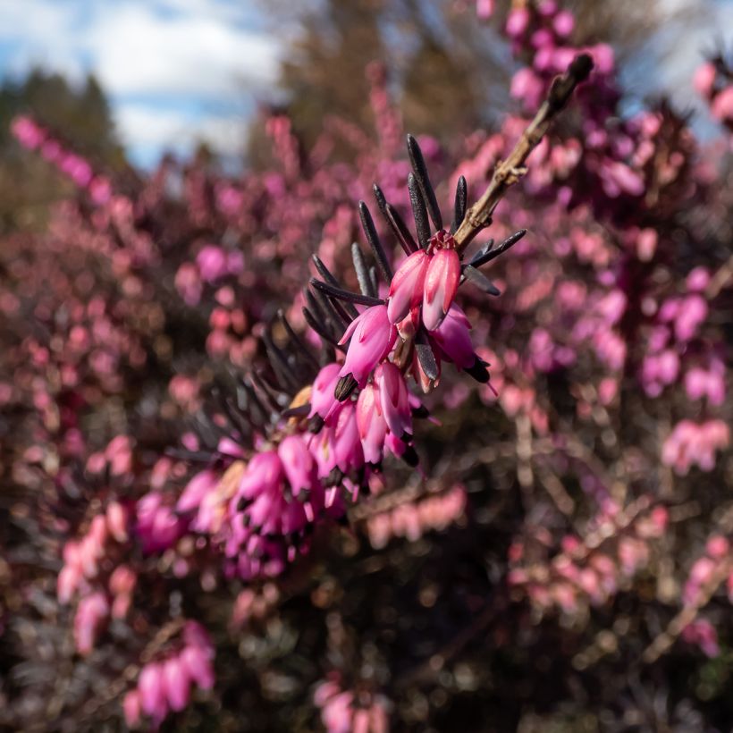 Erica darleyensis Kramers Rote - Winterheide (Bloei)