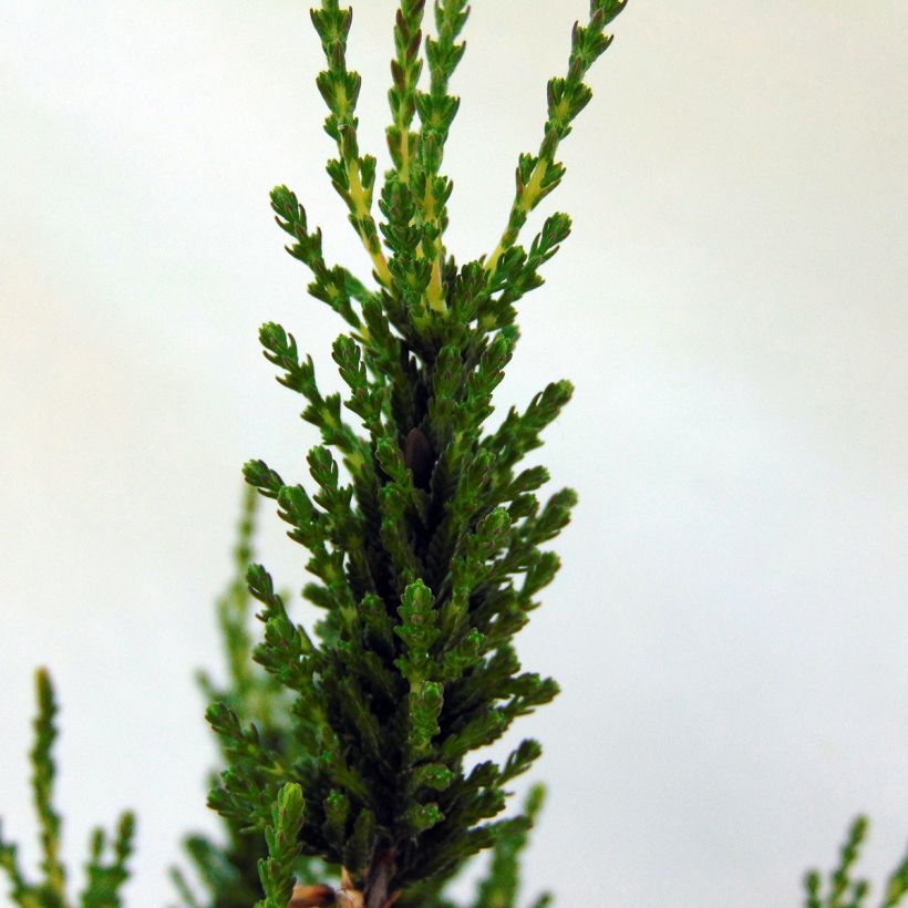 Calluna vulgaris Allegro - Zomerheide (Blad)
