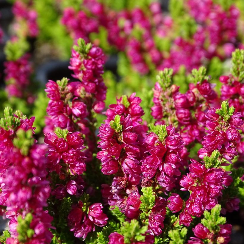 Calluna vulgaris Dark Beauty - Zomerheide (Bloei)