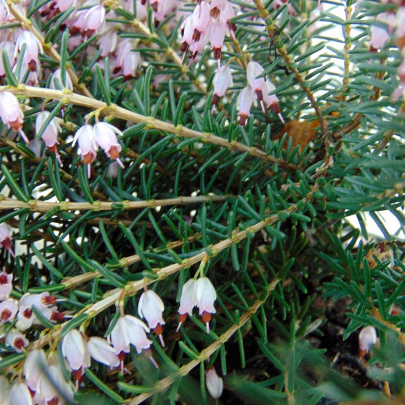 Erica darleyensis Ghost Hills - Winterheide (Blad)