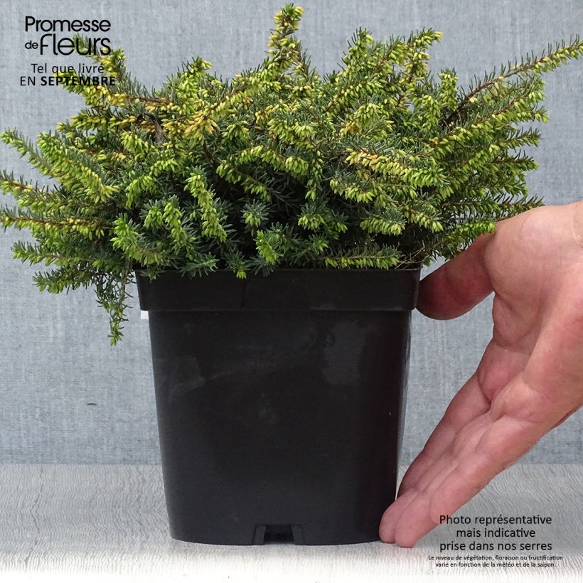 Exemplaar van Erica darleyensis Kramers Rote - Winterheide Pot van 2 l/3 l zoals geleverd in de herfst