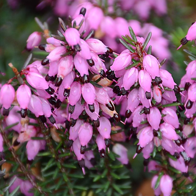 Erica darleyensis Winter Belles Tylou - Winterheide (Bloei)