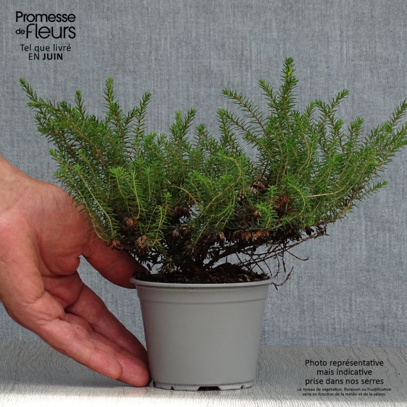 Exemplaar van Erica darleyensis Kramers Rote - Winterheide Kweekpotje van 8/9 cm zoals geleverd in de zomer