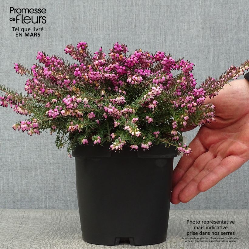 Example of Erica darleyensis Kramers Rote - Winterheide Pot van 2 l/3 l as you get in printemps
