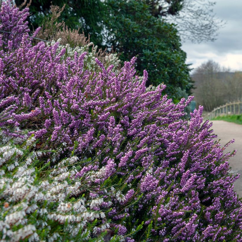 Erica darleyensis Furzey - Winterheide (Groeiplaats)