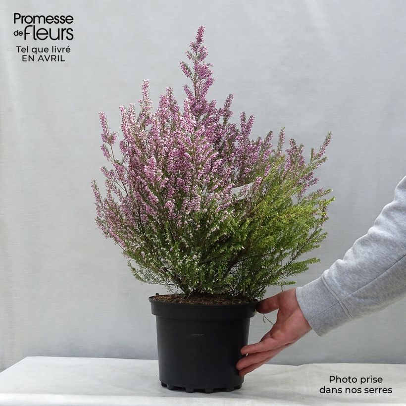 Exemplaar van Erica mediterranea - Mediterrane heide Pot van 3 l/4 l zoals geleverd in de lente
