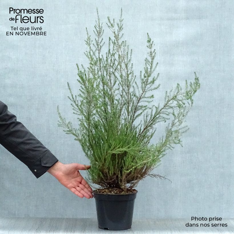 Exemplaar van Erica mediterranea - Mediterrane heide Pot van 3 l/4 l zoals geleverd in de herfst