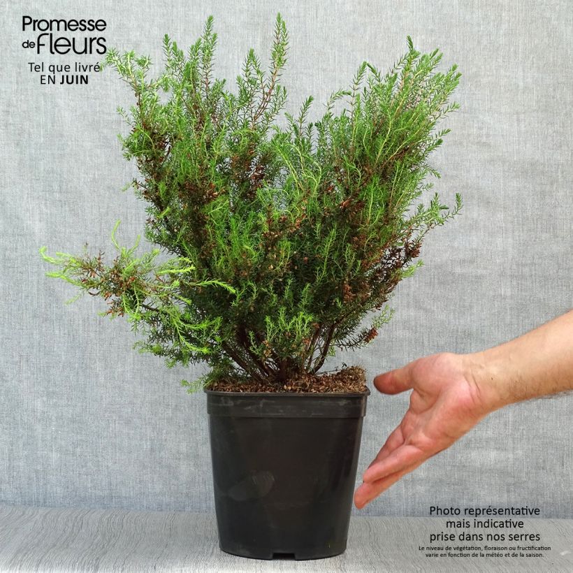 Exemplaar van Erica mediterranea - Mediterrane heide Pot van 3 l/4 l zoals geleverd in de zomer