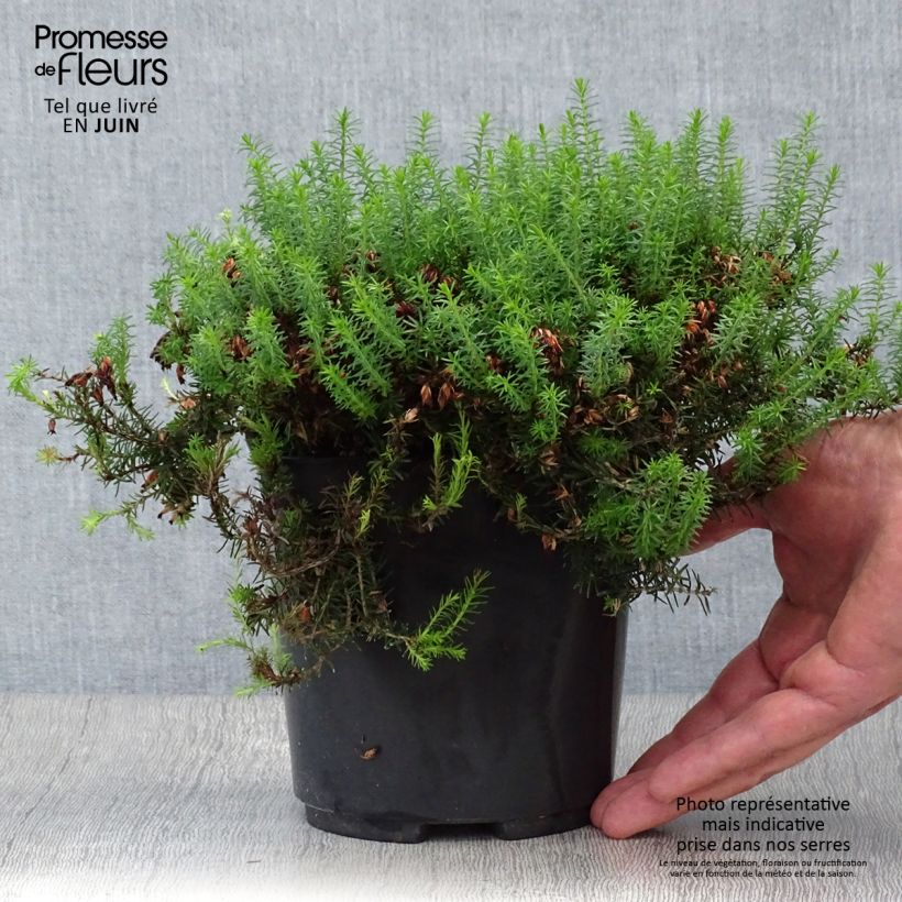 Exemplaar van Erica carnea Isabell - Winterheide Pot van 2 l/3 l zoals geleverd in de zomer