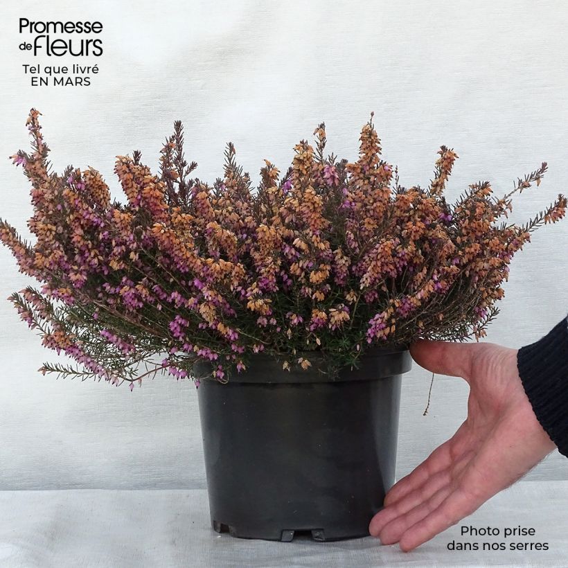 Example of Erica darleyensis Jenny Porter - Winterheide Pot van 2 l/3 l as you get in printemps