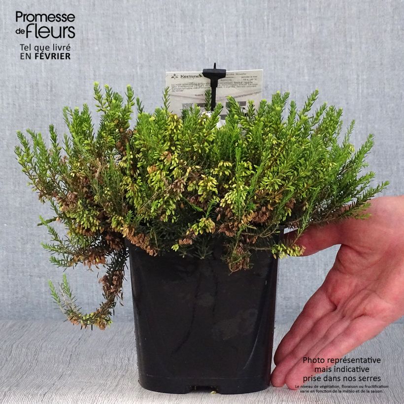 Exemplaar van Erica carnea Rosalie - Winterheide Pot van 2 l/3 l zoals geleverd in de herfst