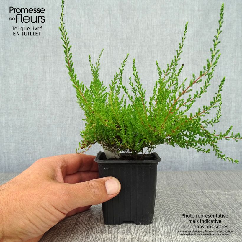 Exemplaar van Calluna vulgaris Spring Torch - Zomerheide Kweekpotje van 8/9 cm zoals geleverd in de zomer