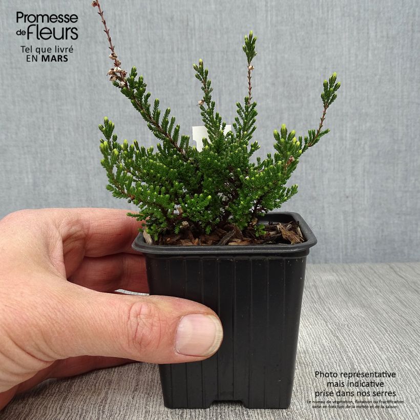 Example of Calluna vulgaris Spring Torch - Zomerheide Kweekpotje van 8/9 cm as you get in printemps
