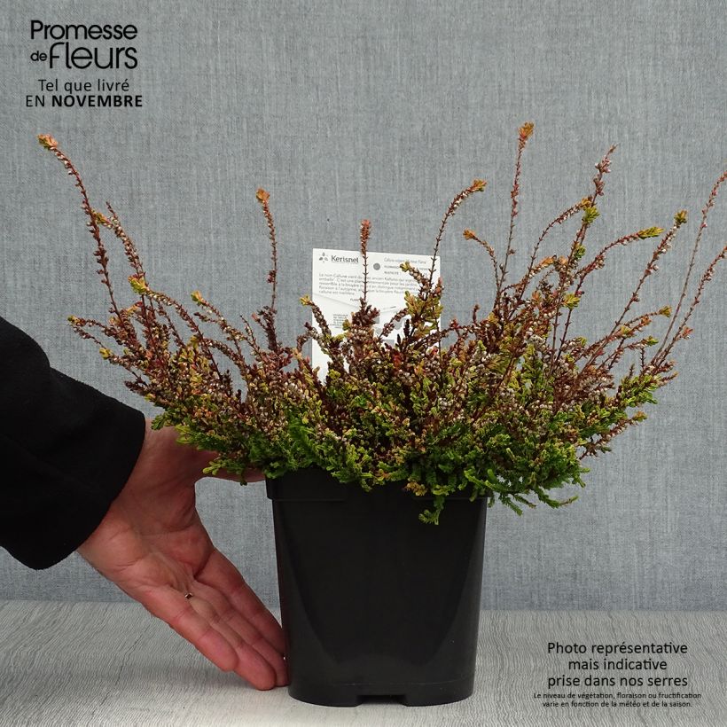 Exemplaar van Calluna vulgaris Wickwar Flame - Zomerheide Pot van 2 l/3 l zoals geleverd in de herfst