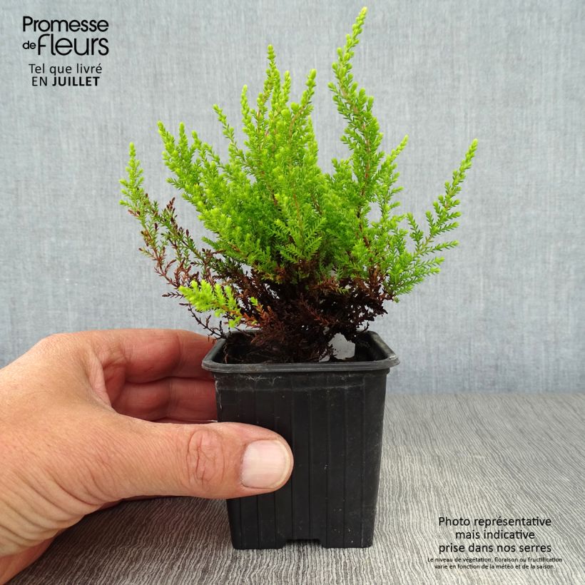Exemplaar van Calluna vulgaris Winter Chocolate - Zomerheide Kweekpotje van 8/9 cm zoals geleverd in de zomer