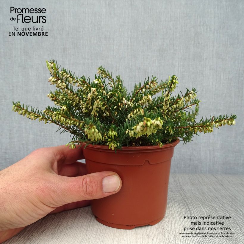 Exemplaar van Erica darleyensis Silberschmelze - Winterheide Kweekpotje van 8/9 cm zoals geleverd in de herfst