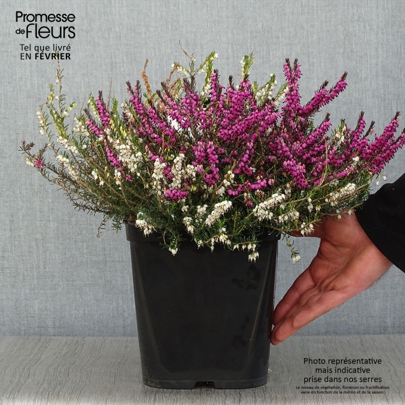 Exemplaar van Erica darleyensis Trio - Winterheide Pot van 3 l/4 l zoals geleverd in de winter