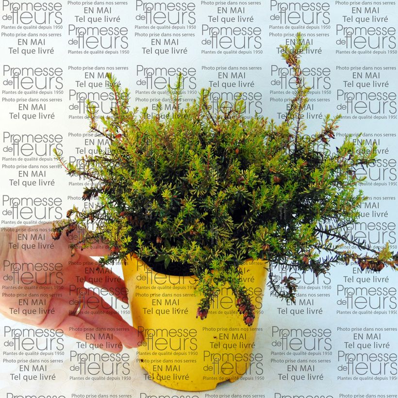 Voorbeeld van een exemplaar van Erica darleyensis Winter Belles Tylou - Winterheide Pot van 2 l/3 l zoals geleverd