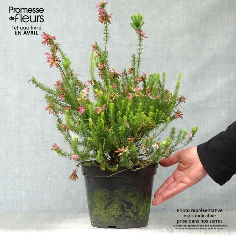 Exemplaar van Erica verticillata Pot van 4 l/5 l zoals geleverd in de lente