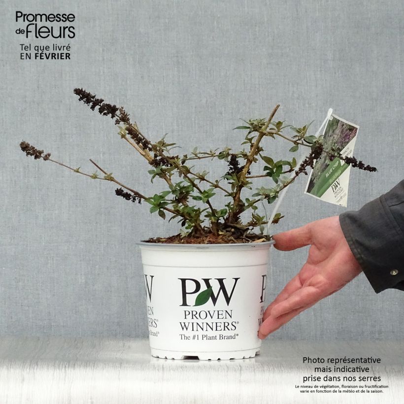 Exemplaar van Vlinderstruik Blue Chip - Buddleja Pot van 4 l/5 l zoals geleverd in de winter