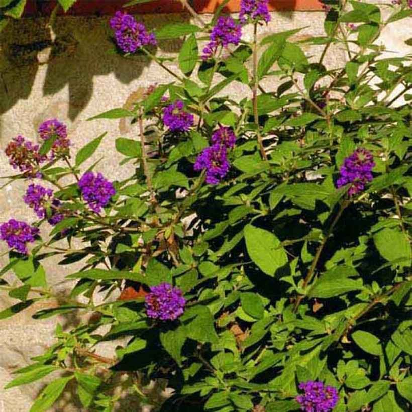 Vlinderstruik Blue Chip - Buddleja (Bloei)