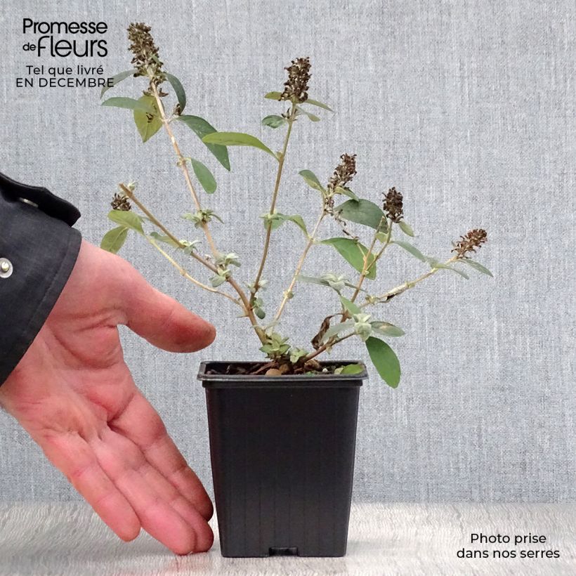 Exemplaar van Vlinderstruik Blue Chip - Buddleja Kweekpotje van 8/9 cm zoals geleverd in de winter