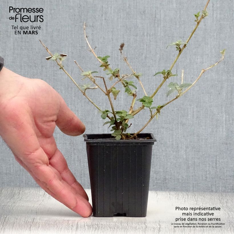 Exemplaar van Vlinderstruik Blue Chip - Buddleja Kweekpotje van 8/9 cm zoals geleverd in de lente