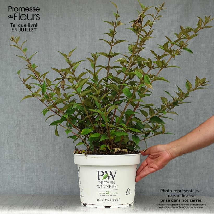 Exemplaar van Vlinderstruik Blue Chip - Buddleja Pot van 7,5 l/10 l zoals geleverd in de zomer