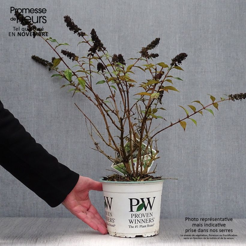 Exemplaar van Vlinderstruik Blue Chip - Buddleja Pot van 2 l/3 l zoals geleverd in de herfst