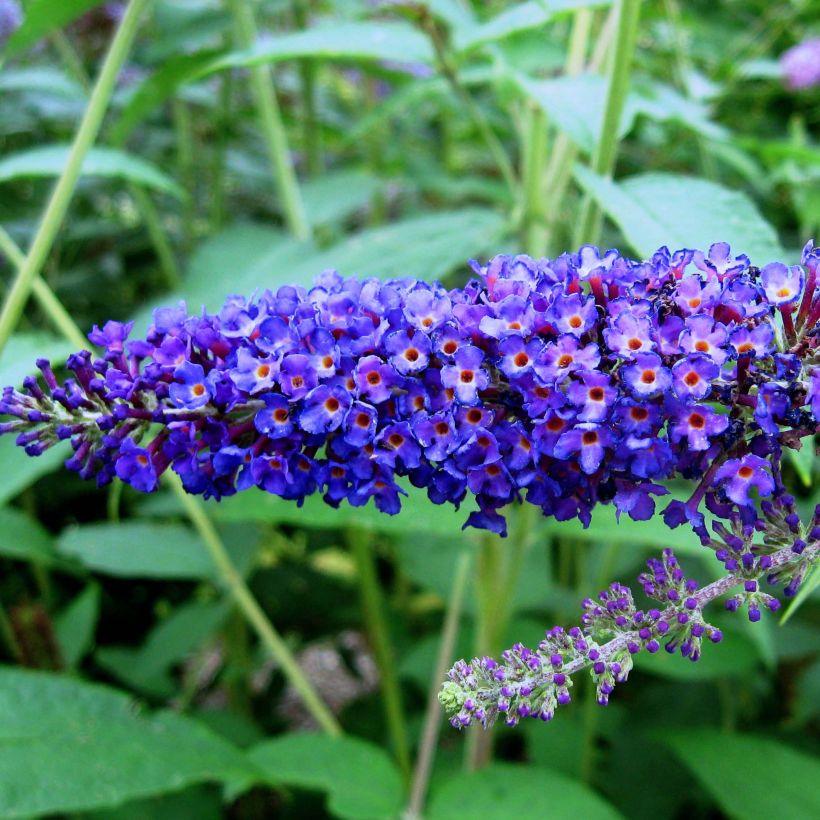 Vlinderstruik Empire Blauw - Buddleja davidii (Bloei)