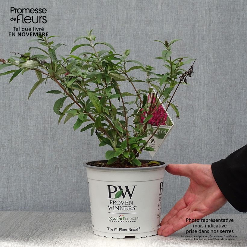 Exemplaar van Vlinderstruik Miss Ruby - Buddleja Pot van 3 l/4 l zoals geleverd in de herfst