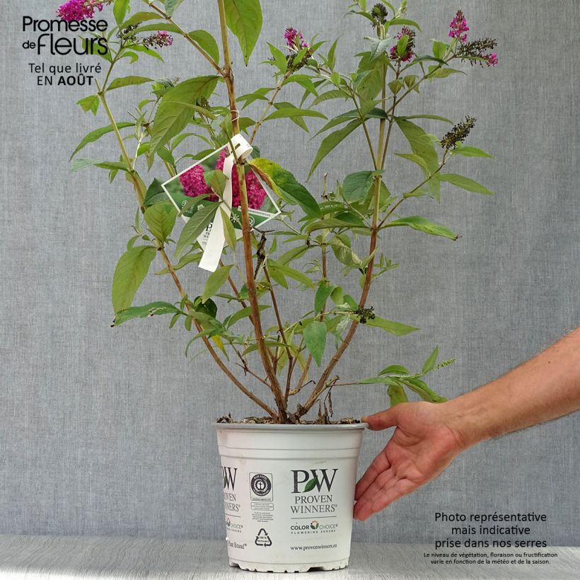 Exemplaar van Vlinderstruik Miss Ruby - Buddleja Pot van 3 l/4 l zoals geleverd in de zomer
