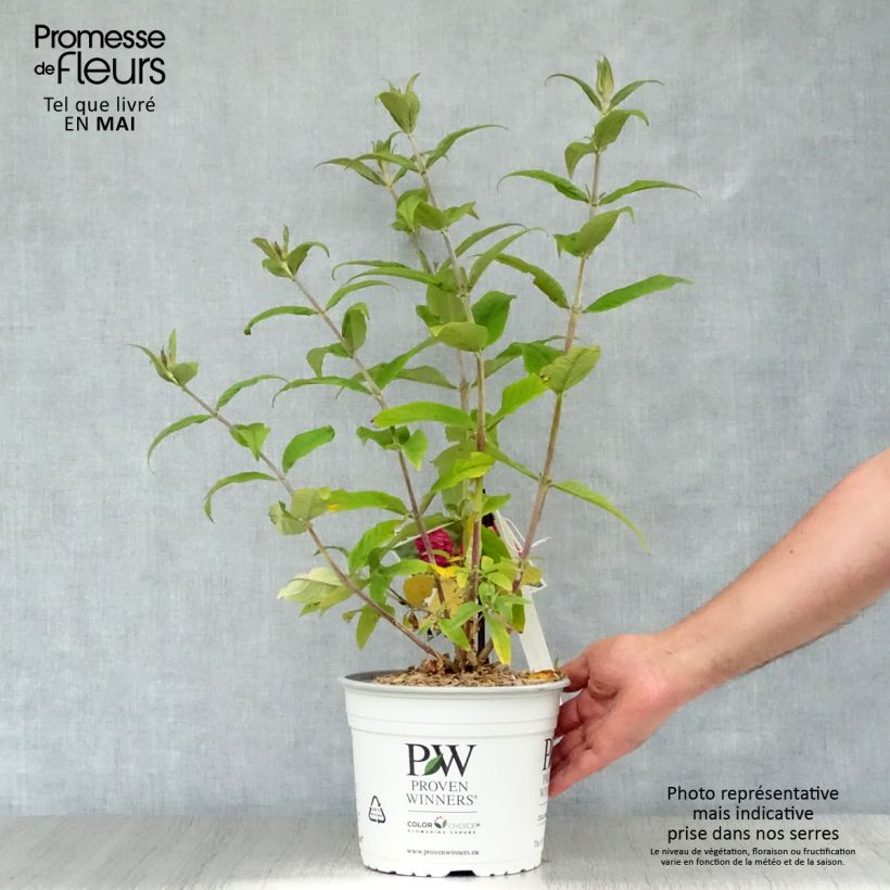 Example of Vlinderstruik Miss Ruby - Buddleja Pot van 3 l/4 l as you get in printemps