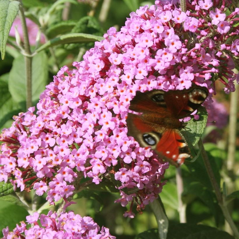 Vlinderstruik Pink Panther - Buddleja davidii (Bloei)