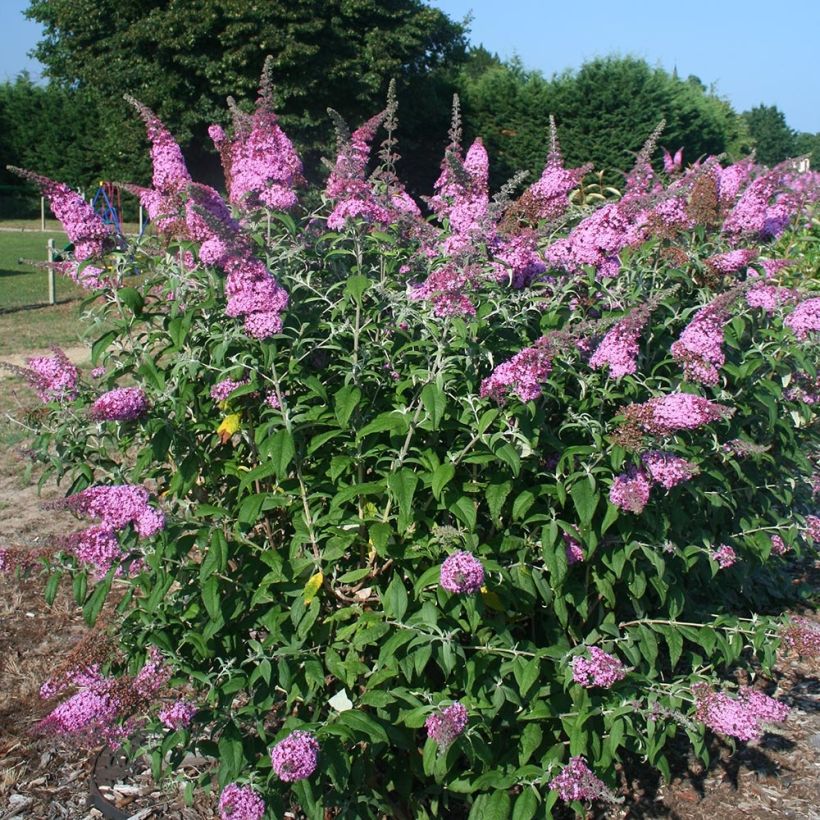 Vlinderstruik Pink Panther - Buddleja davidii (Groeiplaats)