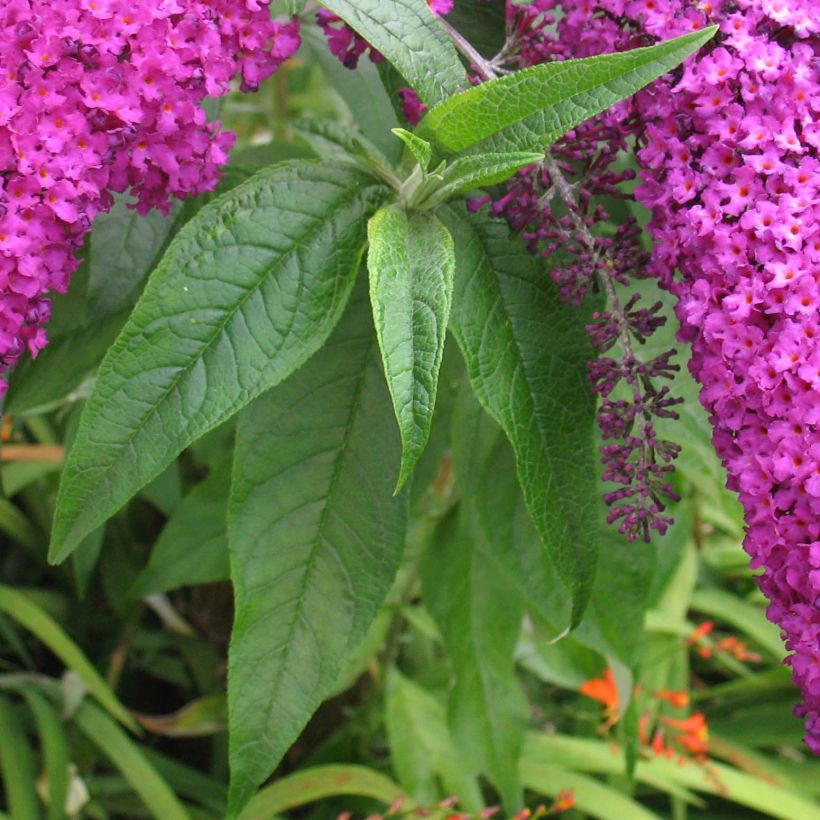 Vlinderstruik Royal Rood - Buddleja davidii (Blad)