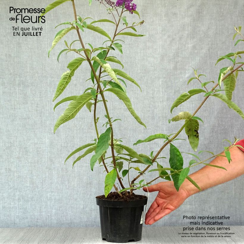 Exemplaar van Vlinderstruik Royal Rood - Buddleja davidii Pot van 2 l/3 l zoals geleverd in de zomer