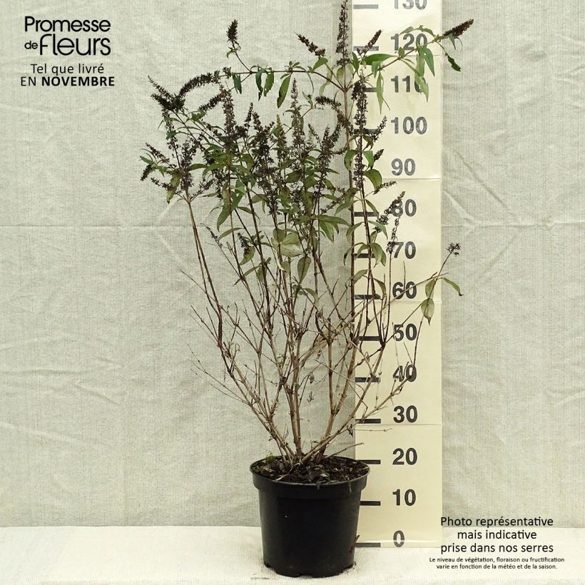Exemplaar van Vlinderstruik Royal Rood - Buddleja davidii Pot van 7,5 l/10 l zoals geleverd in de herfst