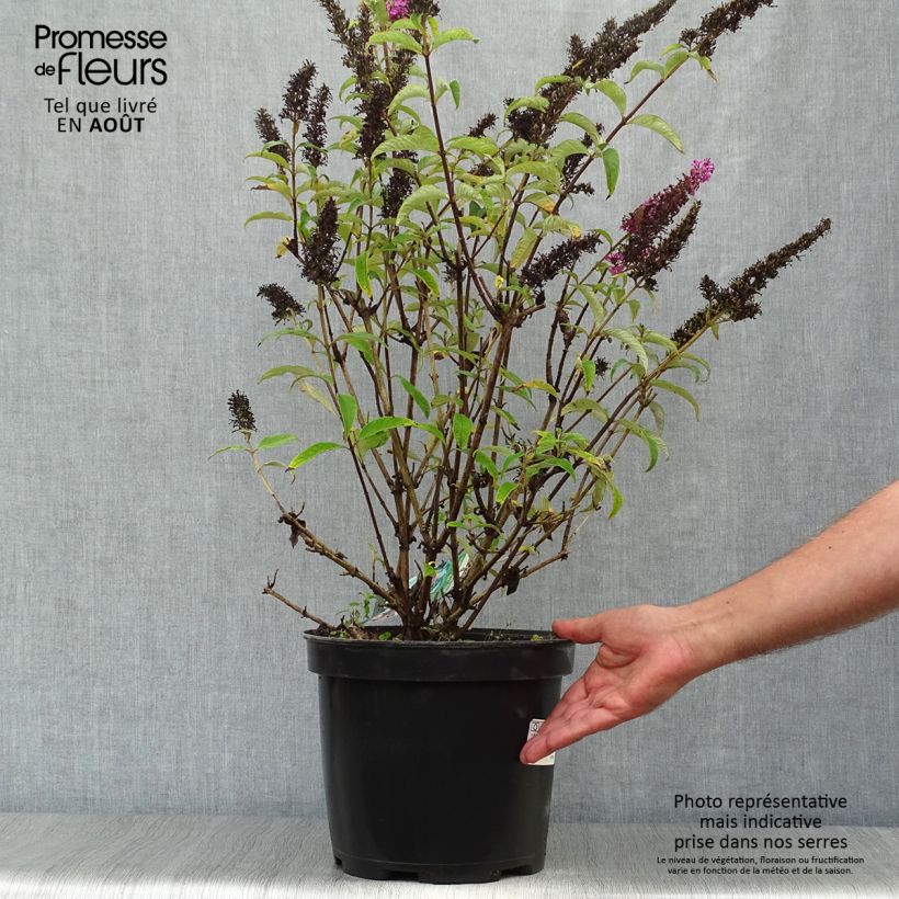 Exemplaar van Vlinderstruik Royal Rood - Buddleja davidii Pot van 7,5 l/10 l zoals geleverd in de zomer