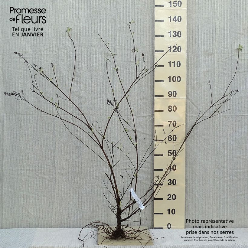 Exemplaar van Vlinderstruik Royal Rood - Buddleja davidii Naakte wortel zoals geleverd in de winter