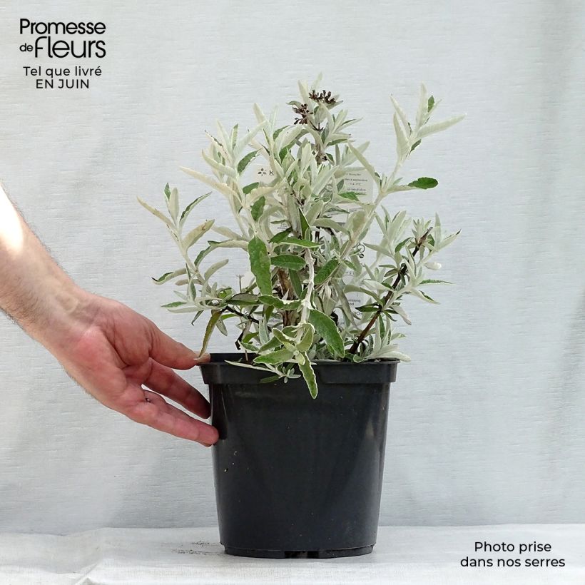 Exemplaar van Buddleja Silver Anniversary - Vlinderstruik Pot van 3 l/4 l zoals geleverd in de zomer