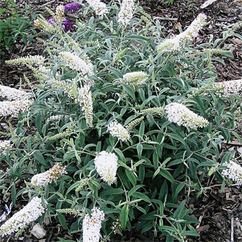 Vlinderstruik White Ball - Buddleja davidii (Groeiplaats)
