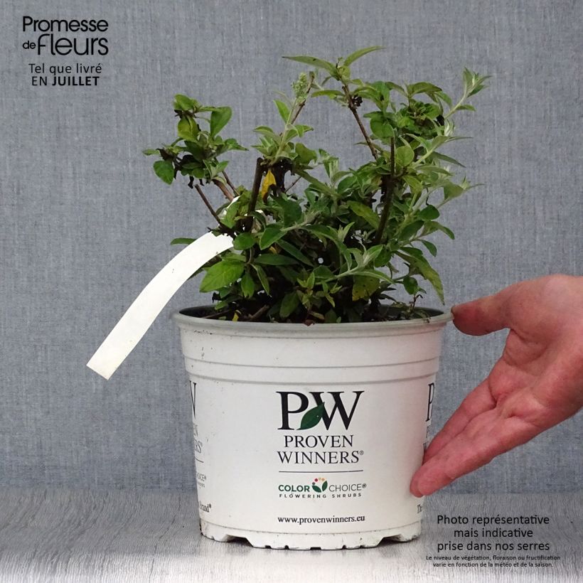 Exemplaar van Vlinderstruik White Chip - Buddleja Pot van 2 l/3 l zoals geleverd in de zomer