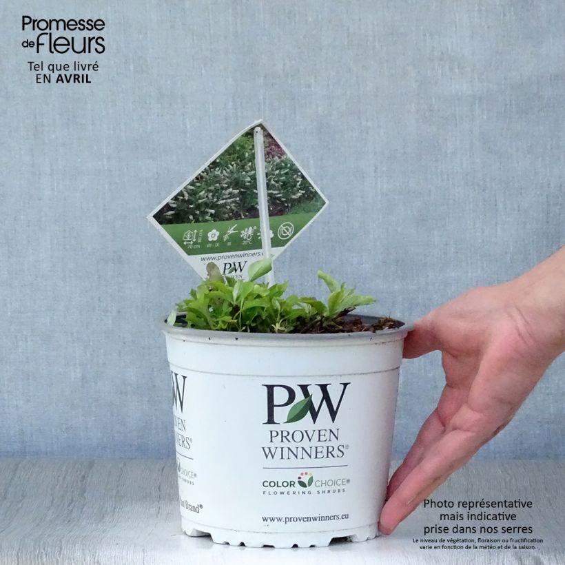 Example of Vlinderstruik White Chip - Buddleja Pot van 2 l/3 l as you get in printemps